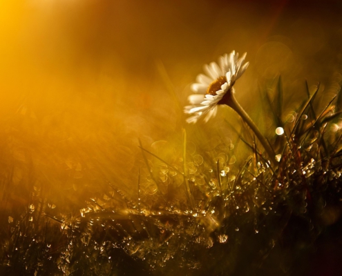 bloem en zonlicht