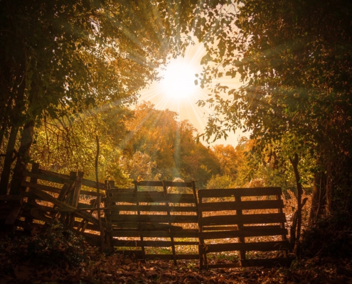 herfst bos hekken