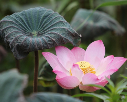 lotus